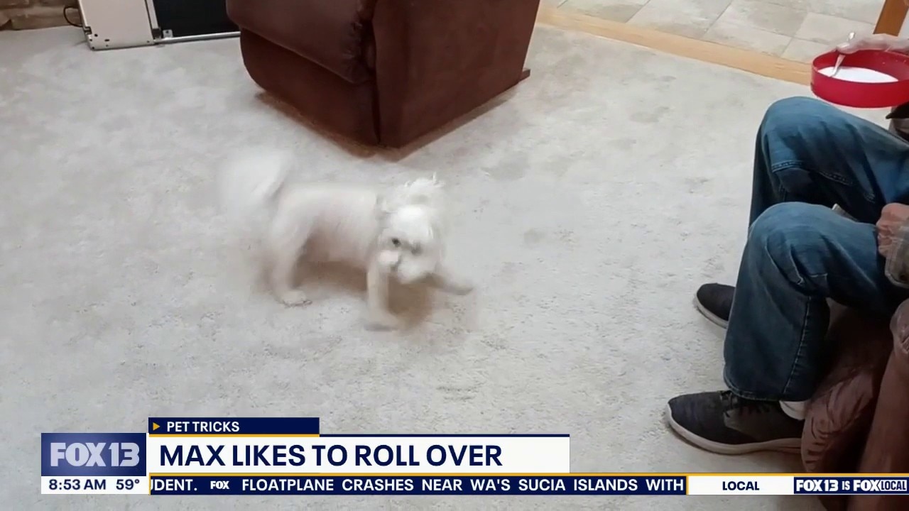Pet Tricks for Friday, July 24