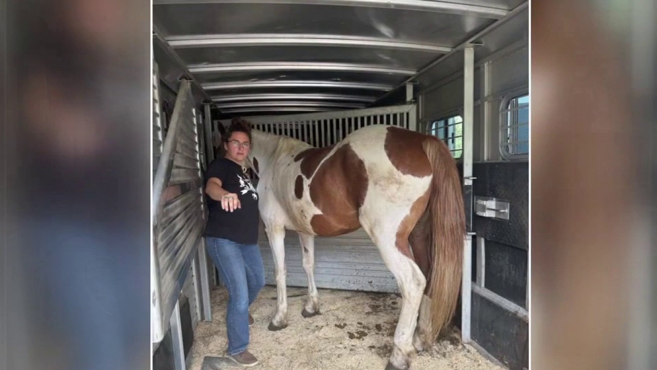 Horse seized from Milford trail ride operator