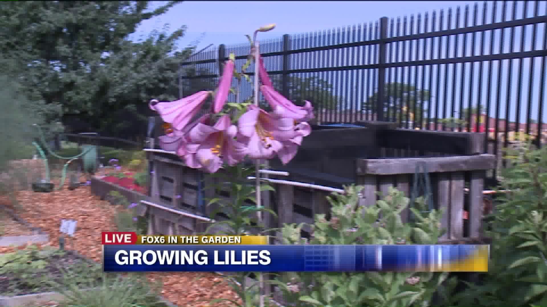 Growing lilies