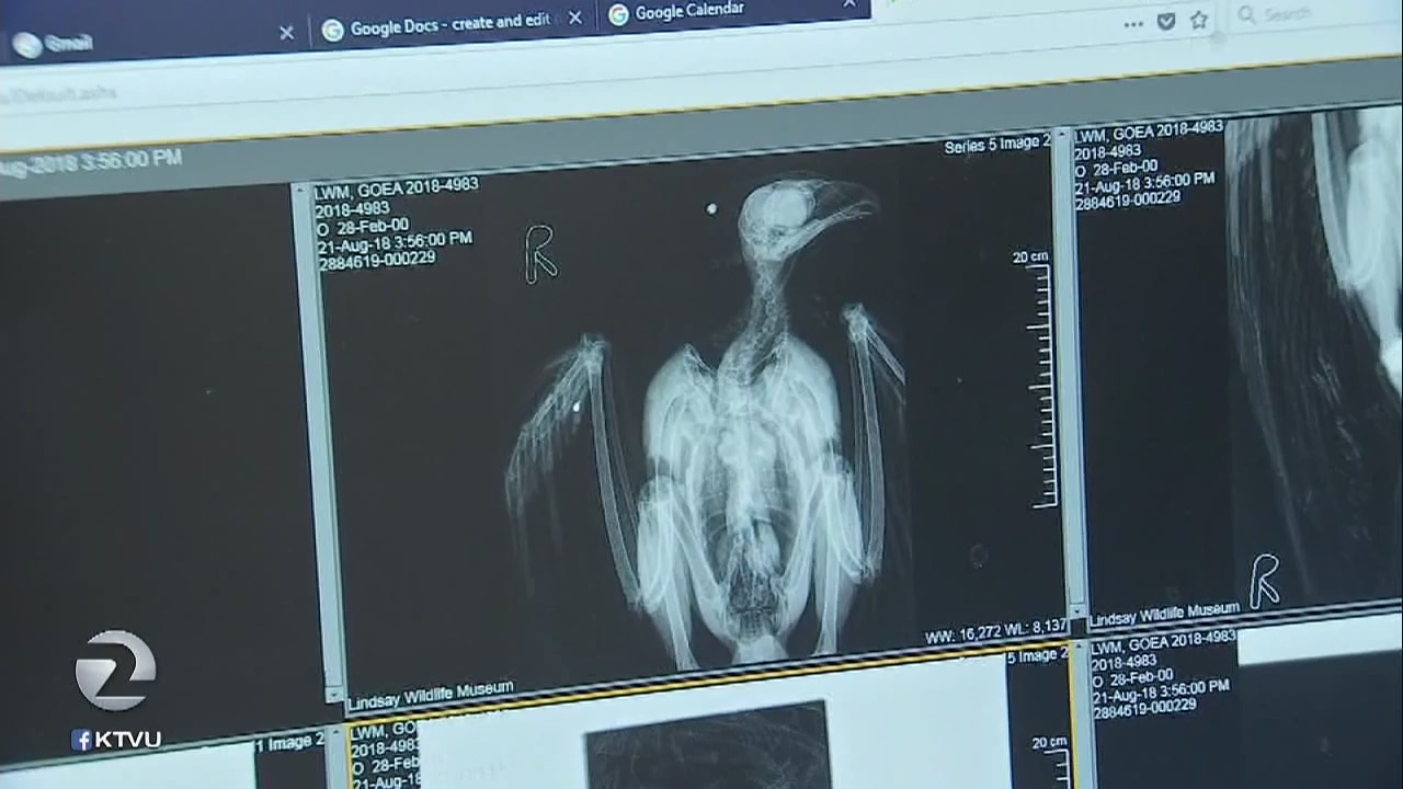 Wounded eagle shot, maimed, receiving treatment in Walnut Creek