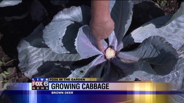 Learn the trick to leaving cabbage in the garden until you are ready to use it