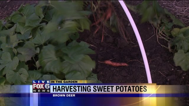 When are gardeners like thieves? When they "rob" sweet potatoes