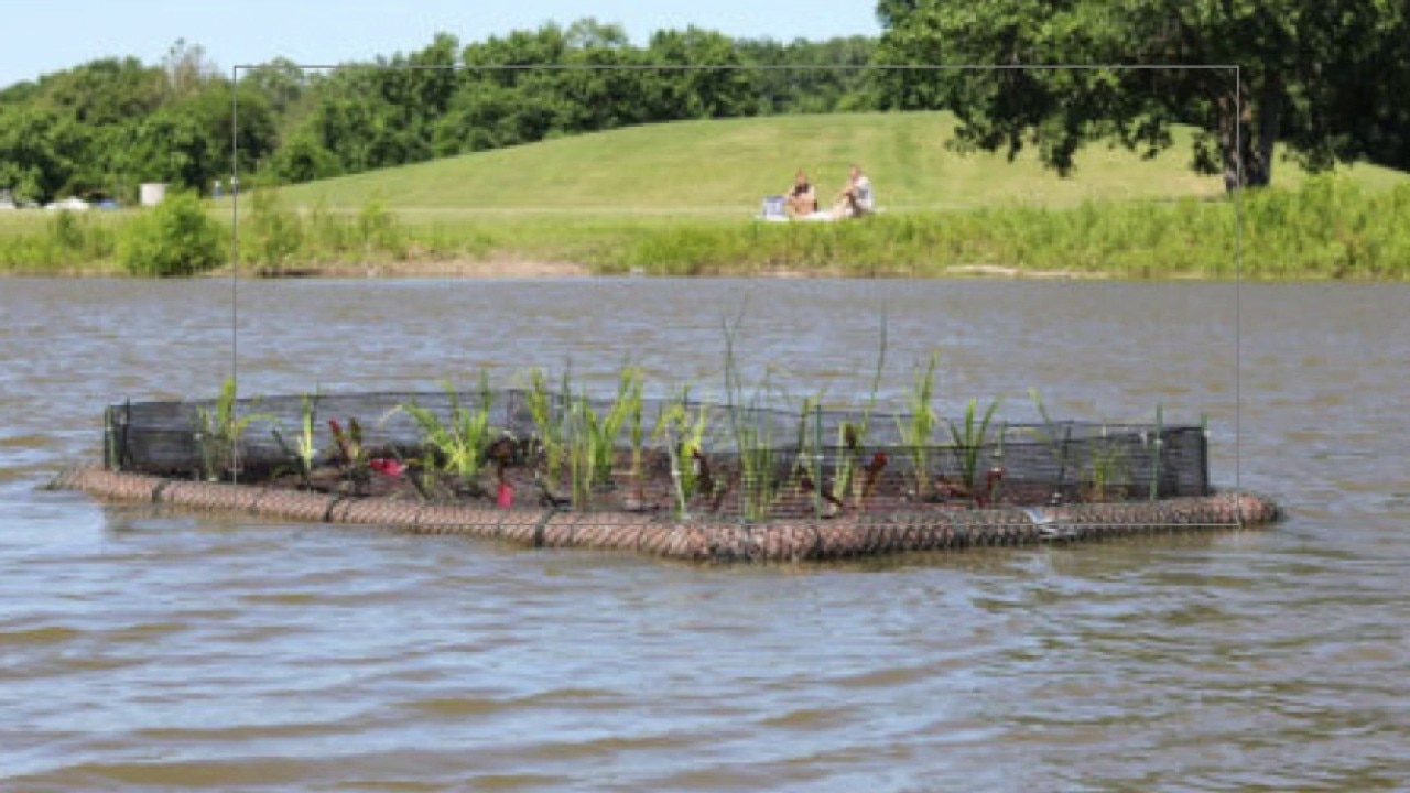 Schiller Pond floating wetland pilot program sees some success | ChicagoLIVE