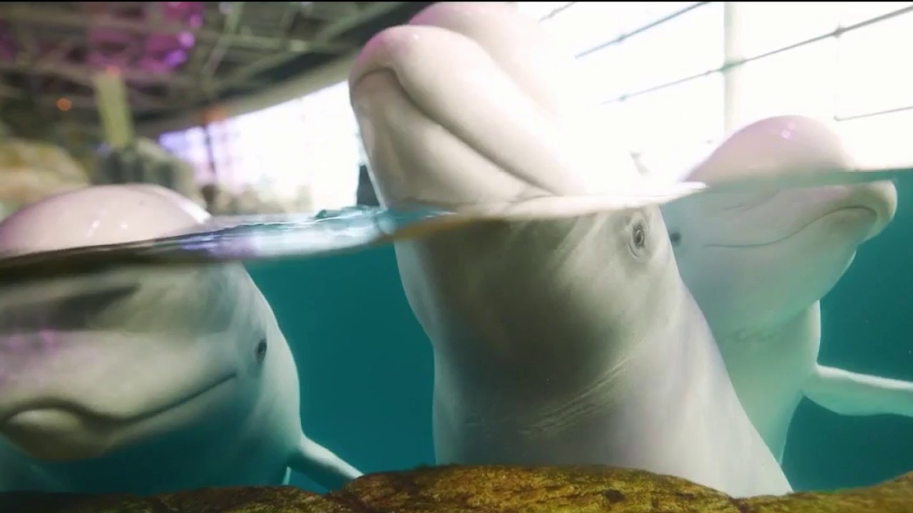 Beluga whales from closed Canadian theme park find new home at Chicago's Shedd Aquarium