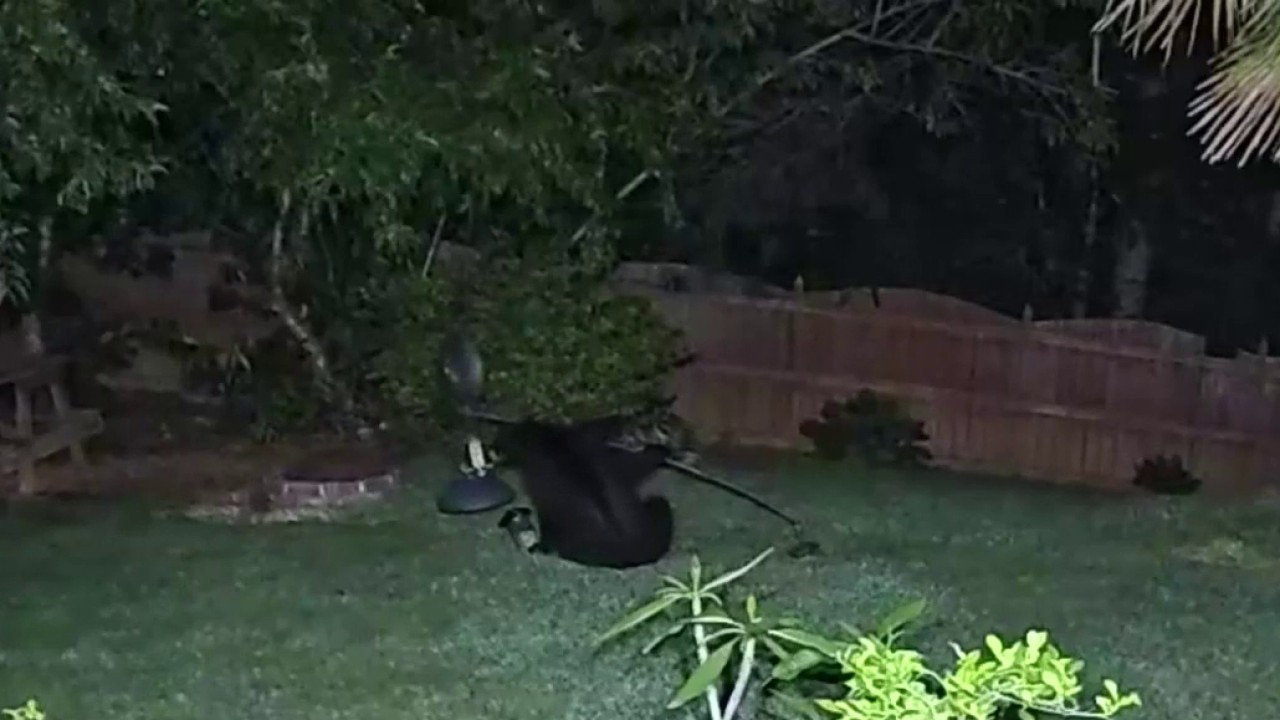 The Birds and the Bears: Bear gets physical with a bird feeder