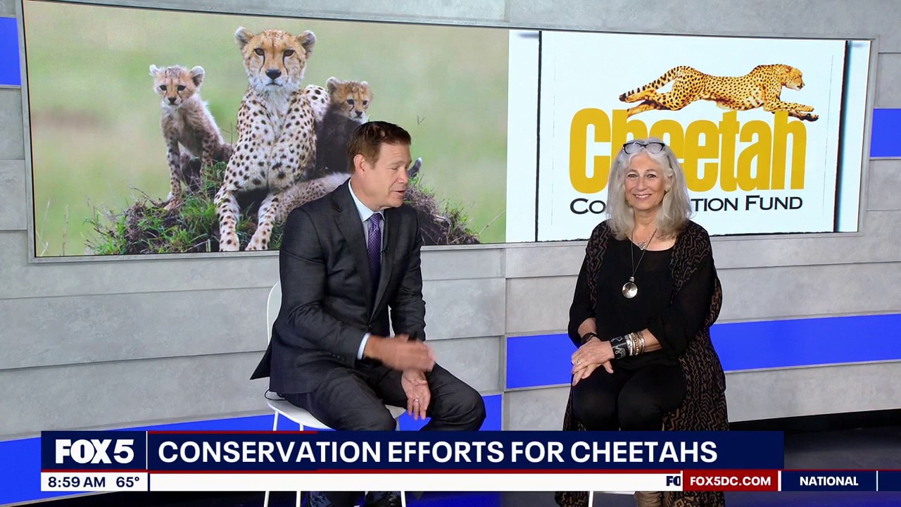 Cheetah conservation efforts