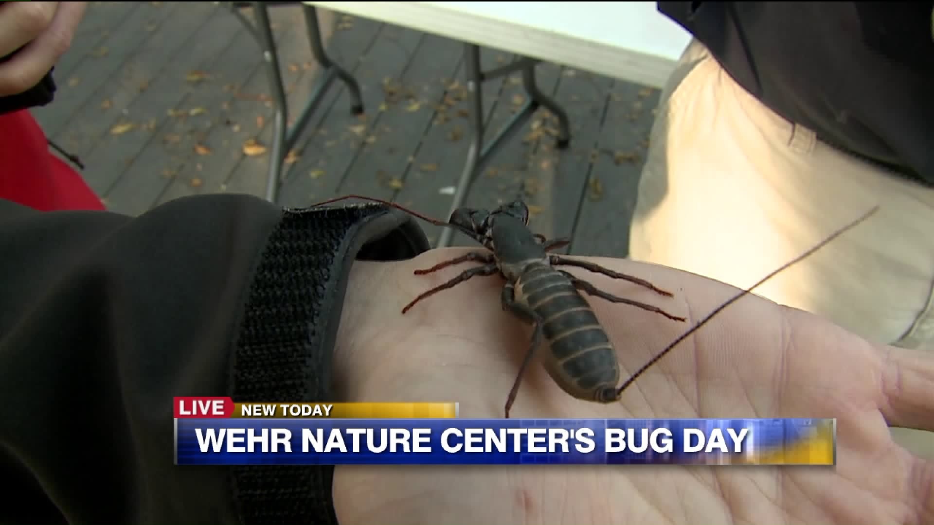 Learn how insects help us