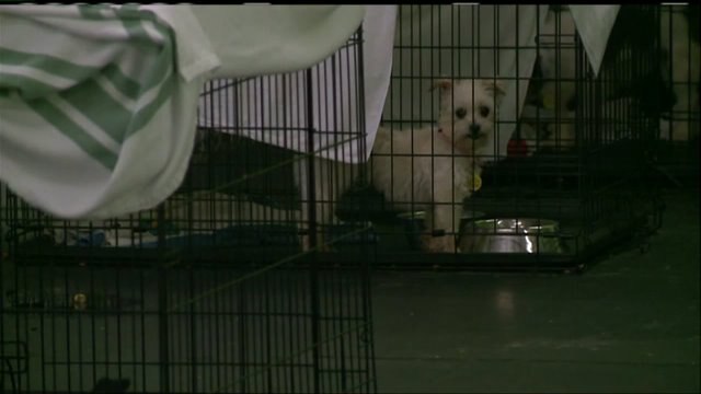 Adoption event Wednesday for animals seized from Orphan Kanines
