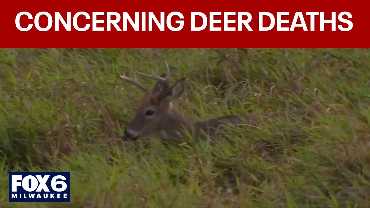 Unusually high number of deer deaths in SE Wisconsin