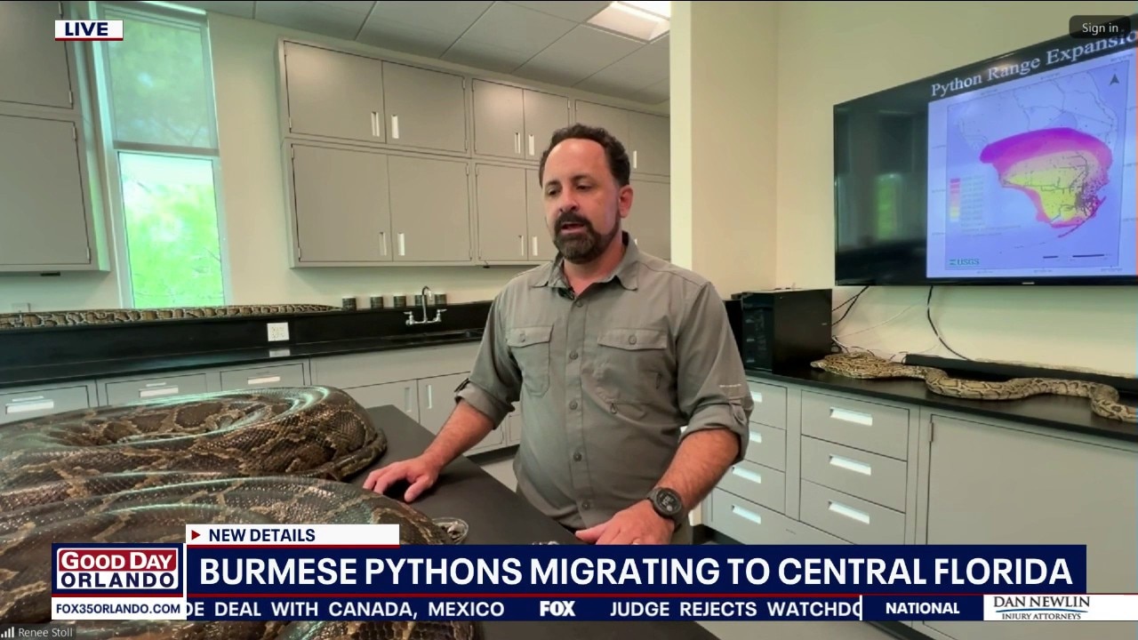 Expert: Burmese pythons slowly migrating towards Central Florida