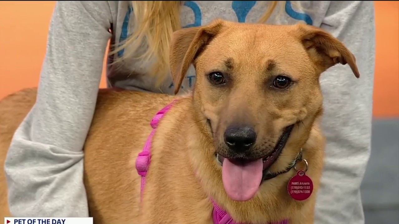 Pet of the day: Maliboo