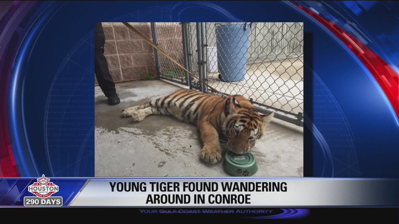 Tiger found in Conroe