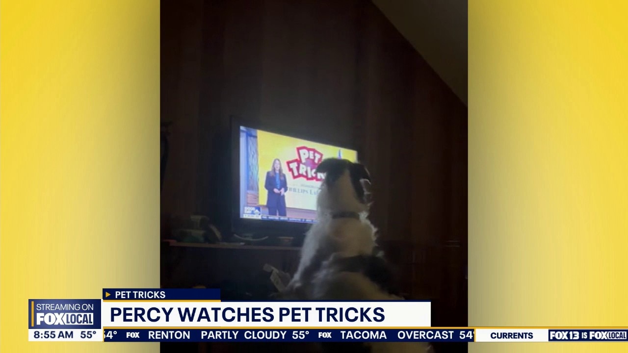 Good Day Pet Tricks for Wednesday, June 17