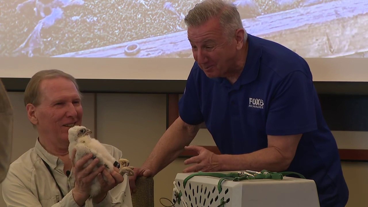 Falcon chicks named in honor of Gino Salomone, Ted Perry