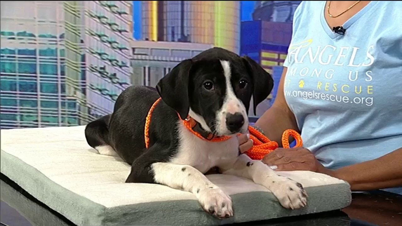 Pet of the day: Hailey