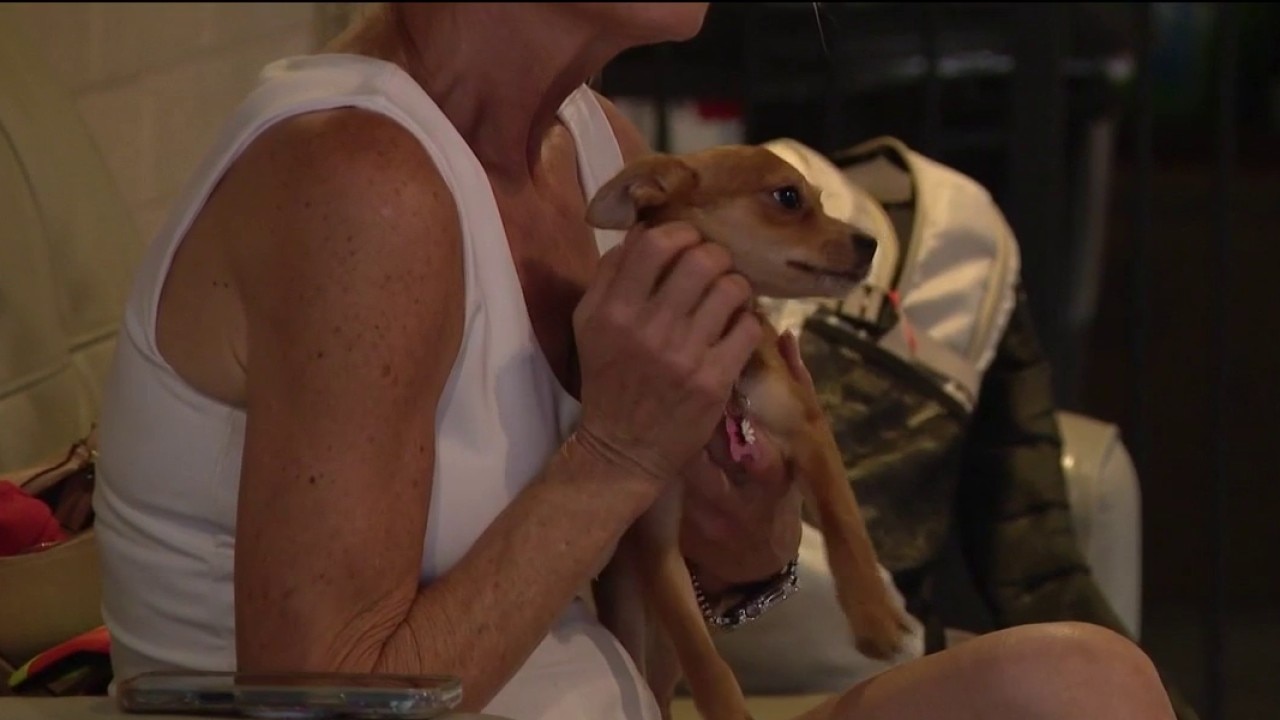 Inside Arizona's first dog café: coffee, rescue dogs, and local adoptions