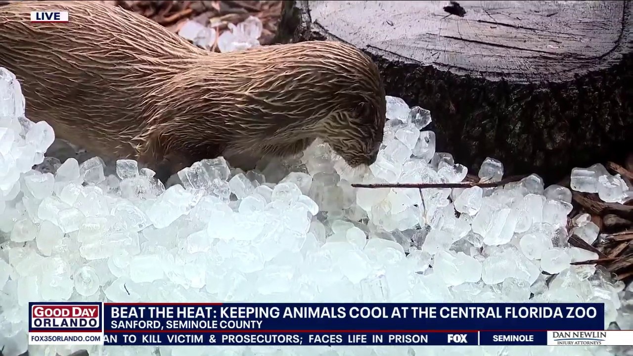 Keeping animals cool at the Central Florida Zoo