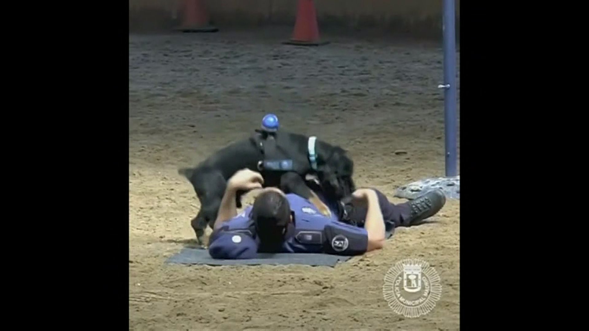 POLICE DOG PERFORMS CPR ON OFFICER VO 2UCDDYEA.mp4