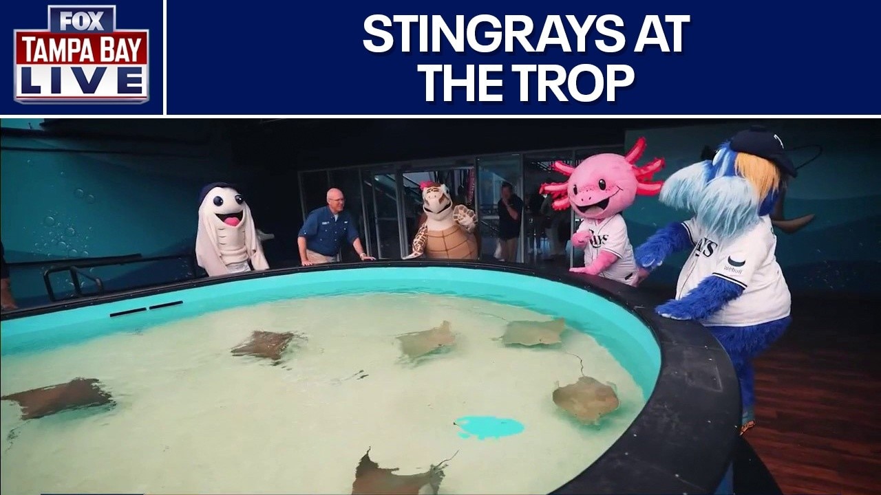 Taking care of the Tropicana Stingrays