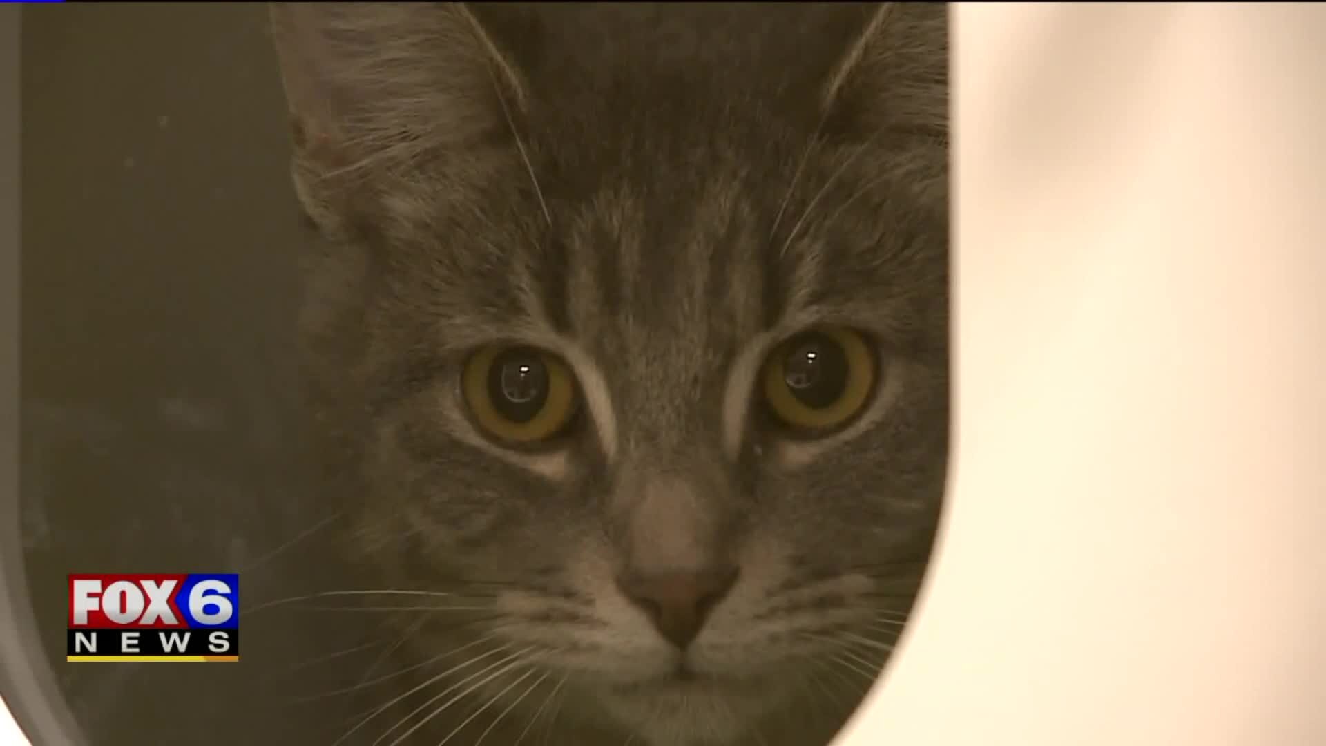 MADACC waives cat adoption fees