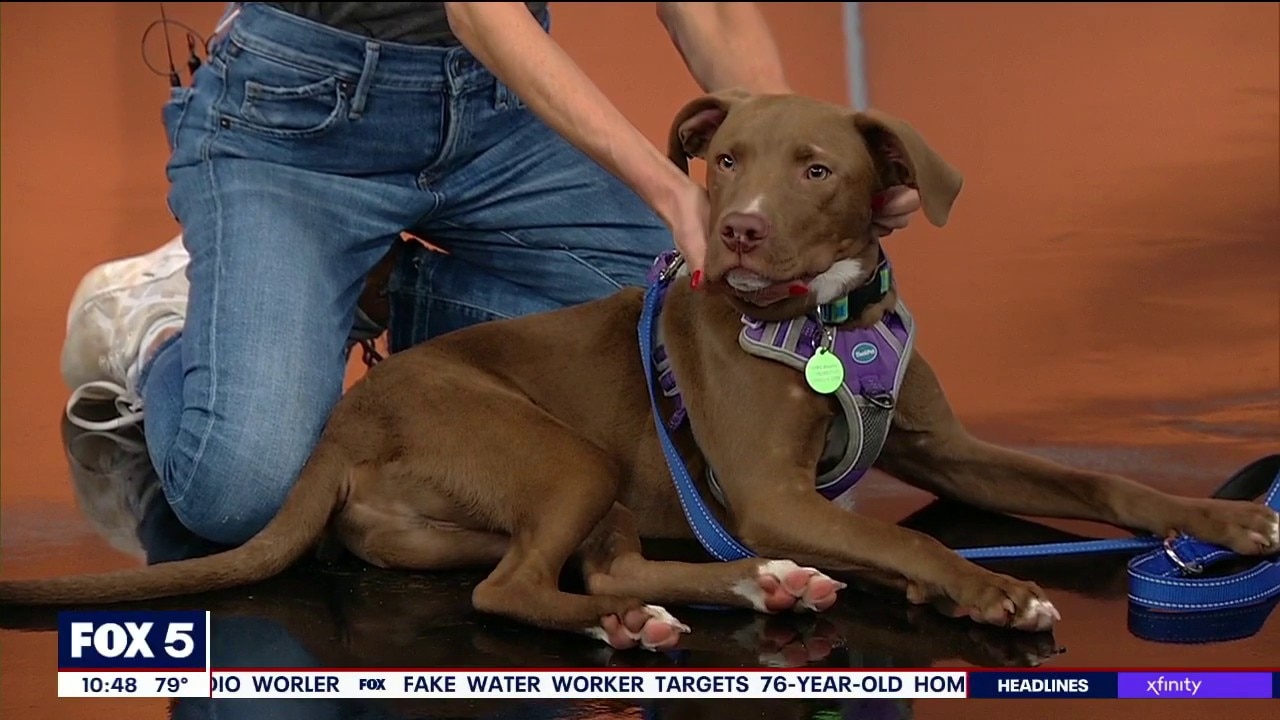Pet of the day: Alpha