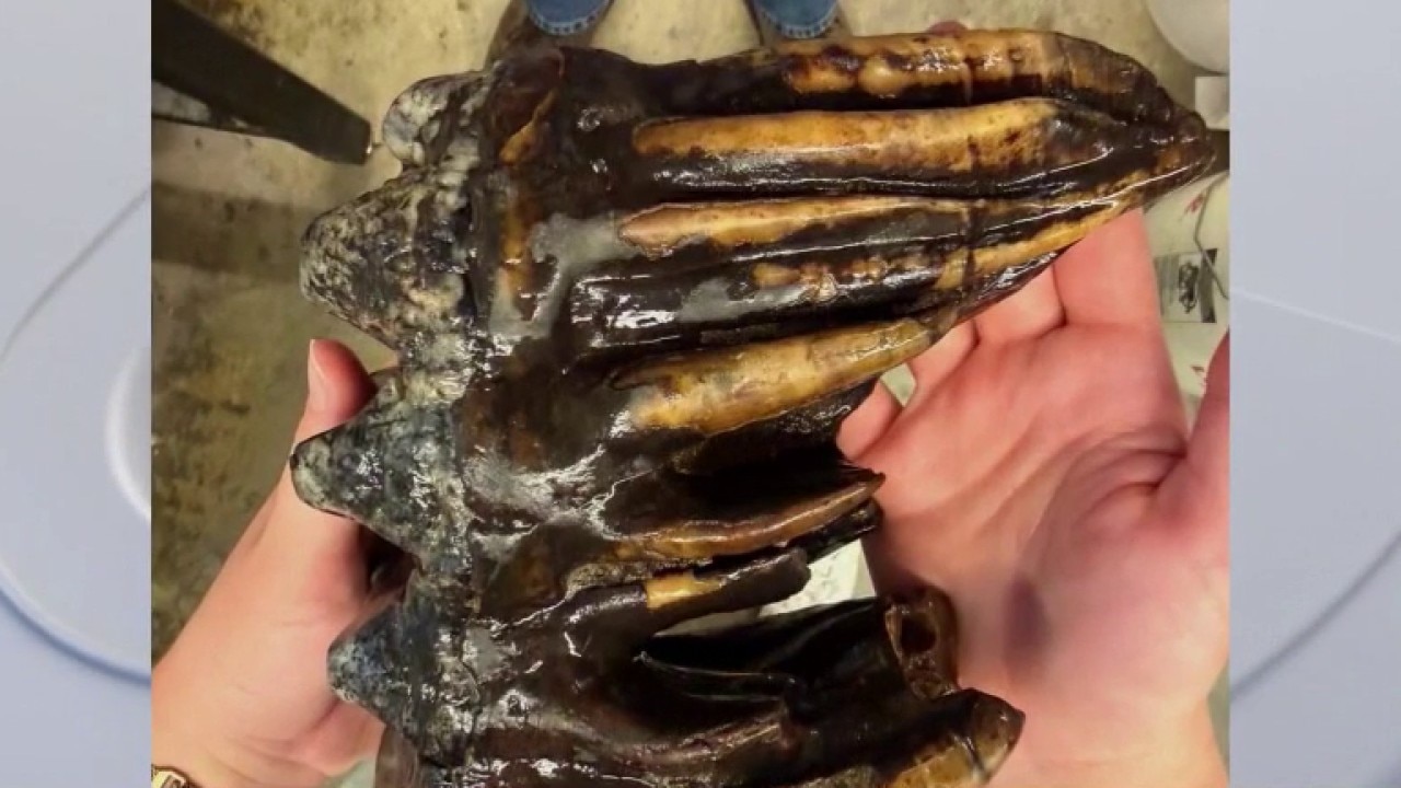 10,000-year-old mastodon tooth found in San Mateo County