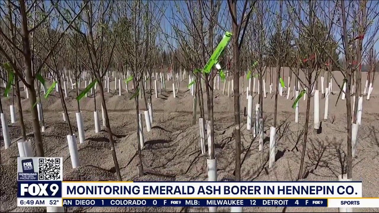 Hennepin County utilizes gravel bed for tree growth