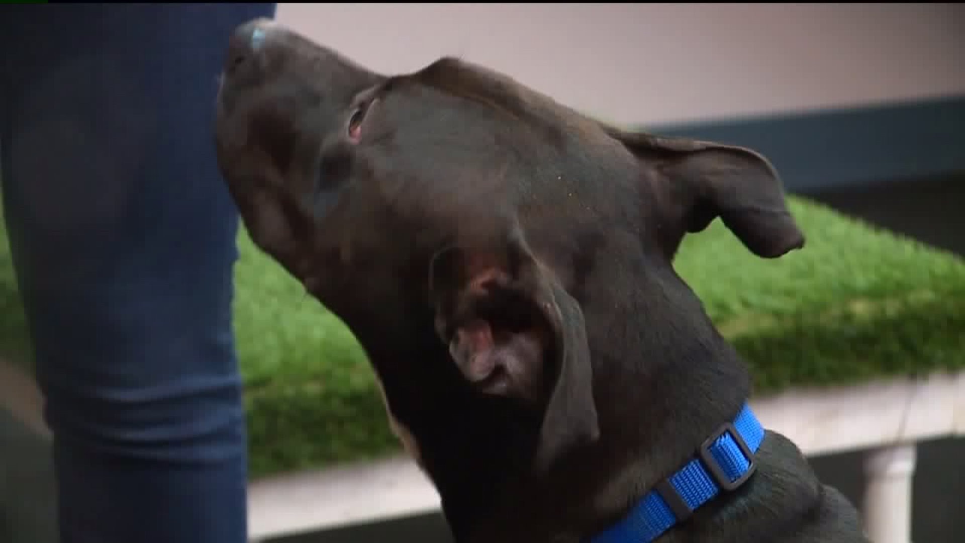 Meet Rebecca! #WhyNotMePets