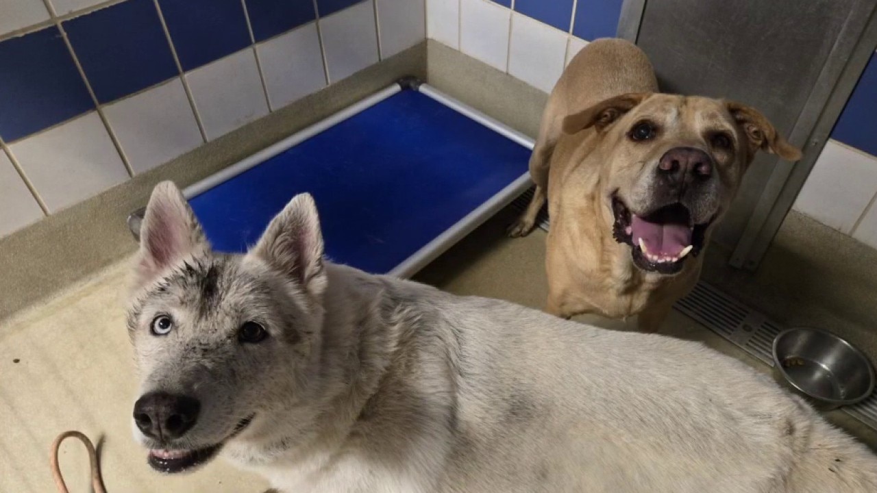 Meet Perlay and Papucho at Austin Animal Services!