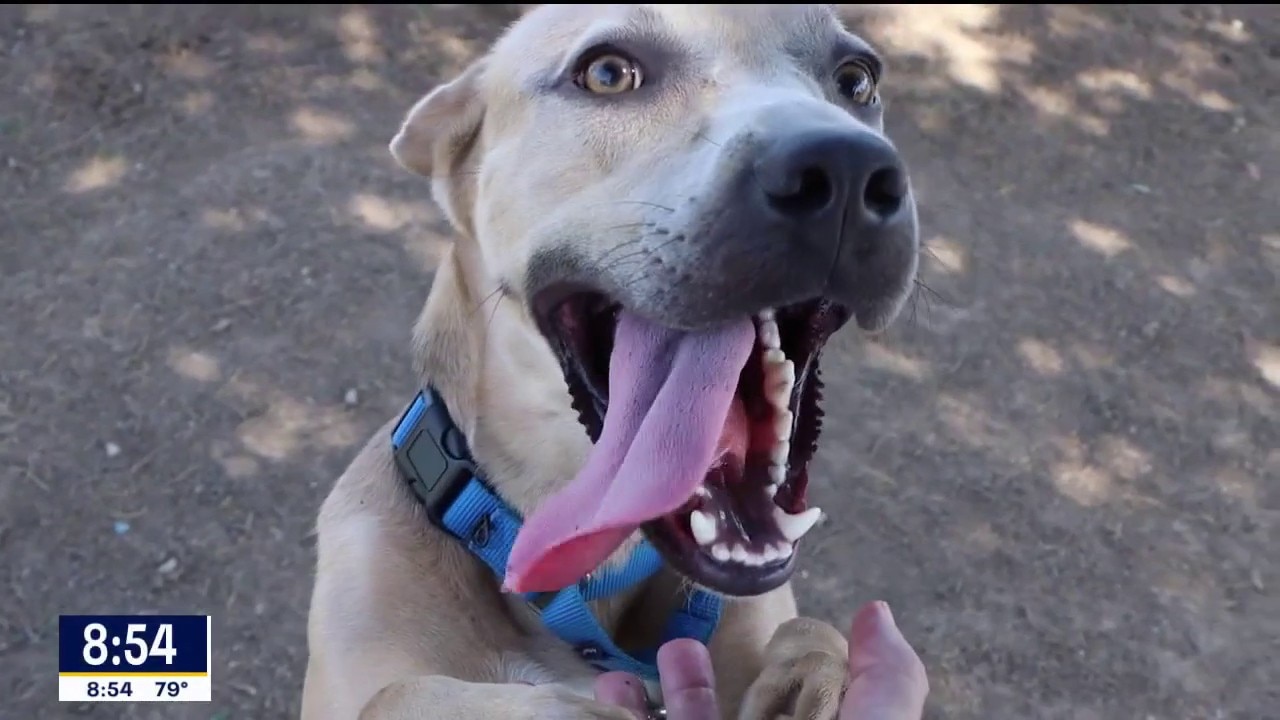 Dog of the Day: Jeremiah