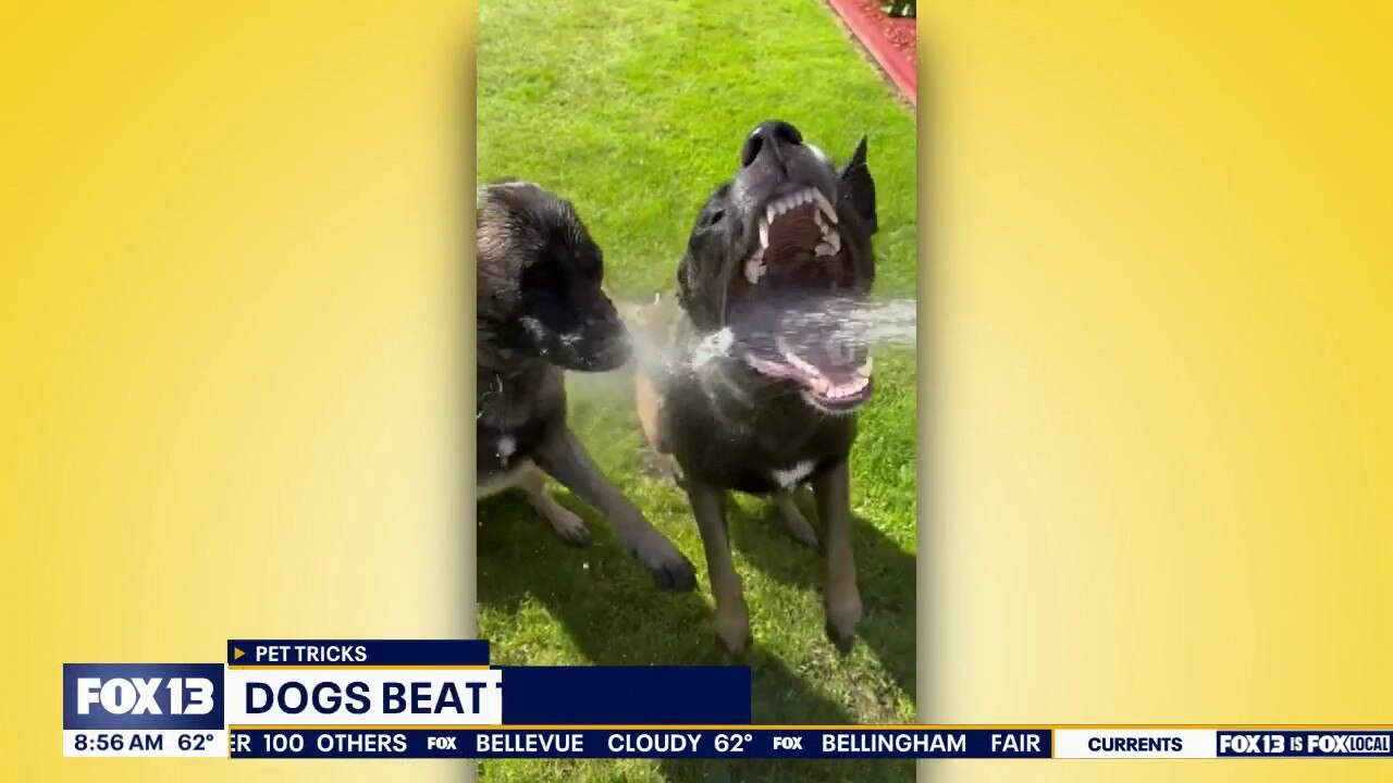 Good Day Pet Tricks for Wednesday, June 3