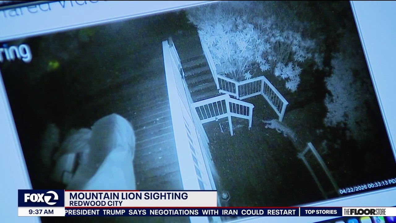 Mountain lion sighting in Redwood City 