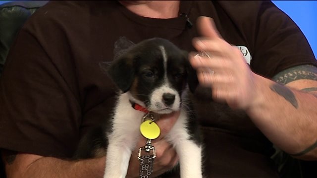 Did you know your dog could get their own beer? Details on unique opportunity