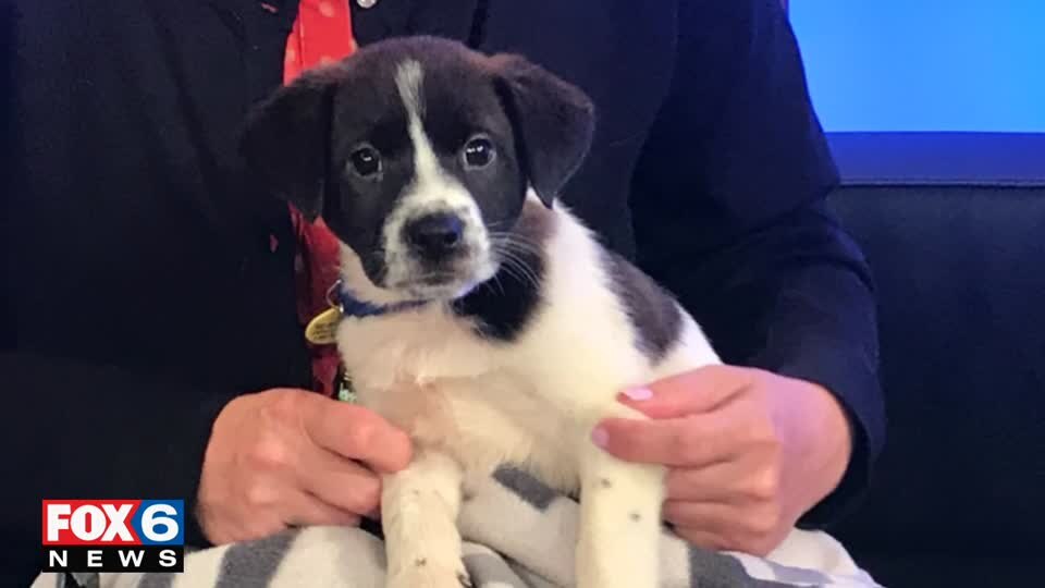 Adopt-a-pet September 19