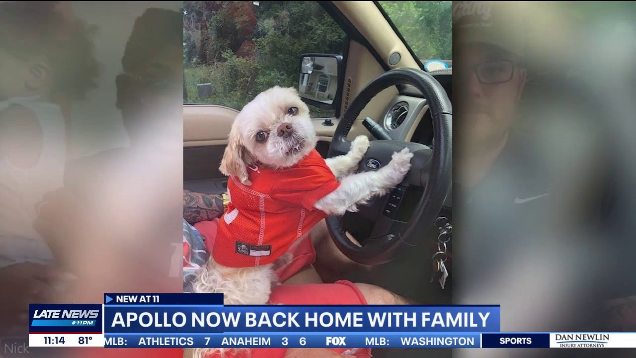 A joyful reunion: Missing Florida dog found 1,000 miles away