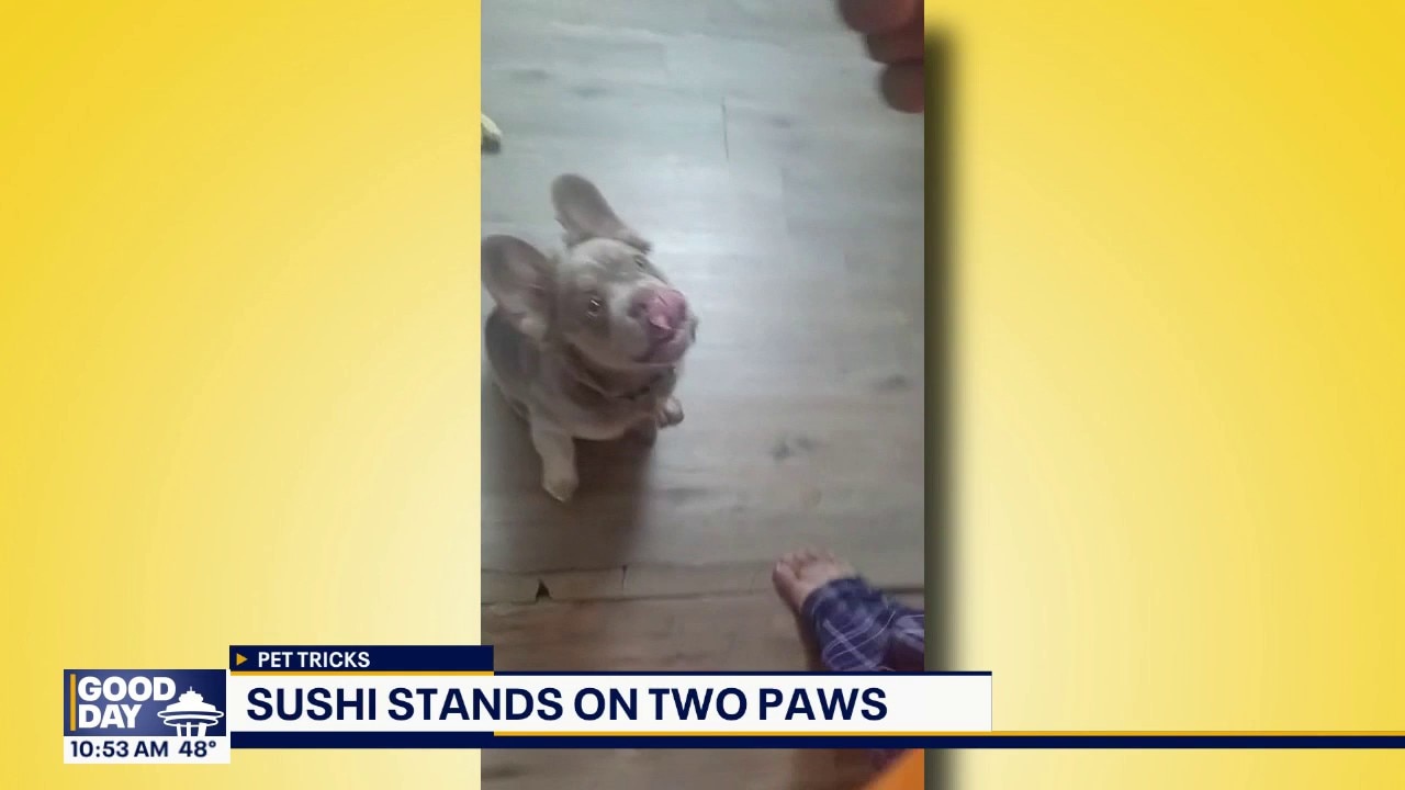 Good Day Pet Tricks for Friday, May 15