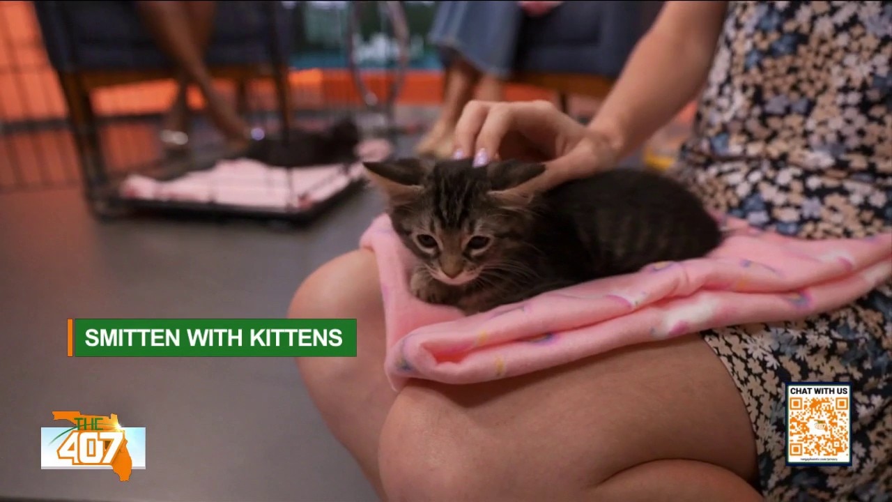 Kitten Season Overwhelms Local Animal Shelter