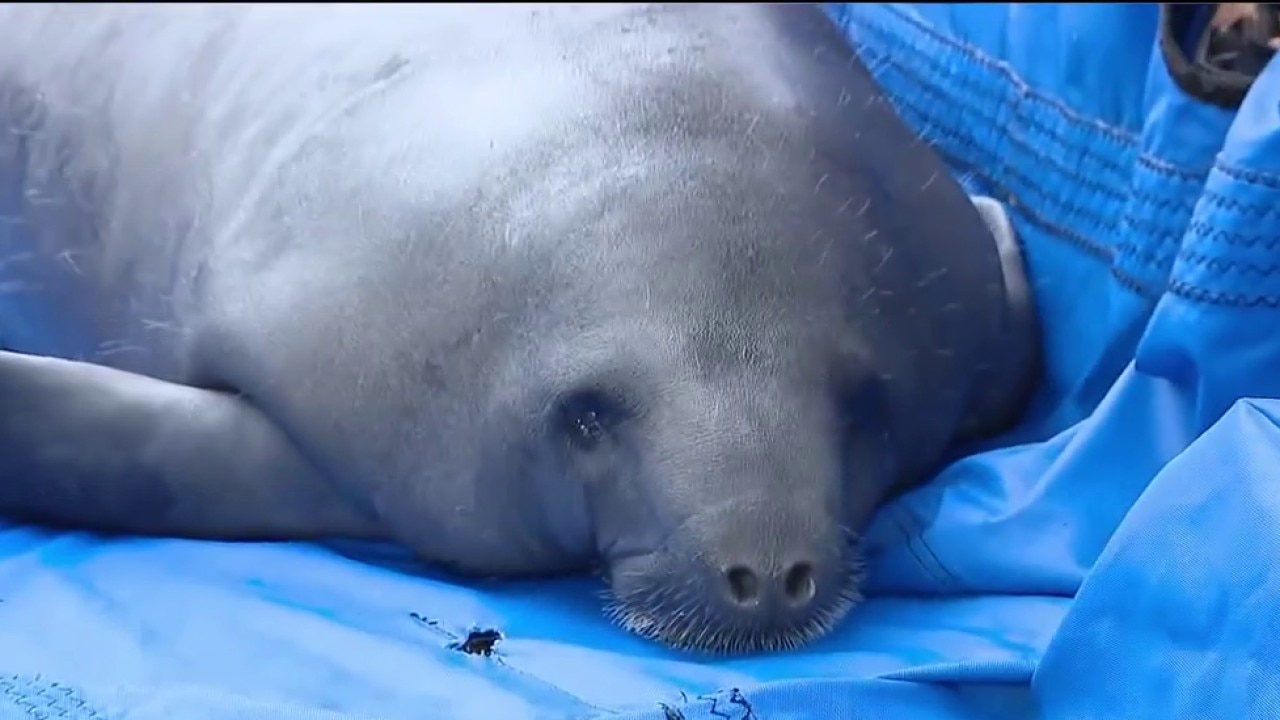 Manatees relocating to CMA for continued rehab