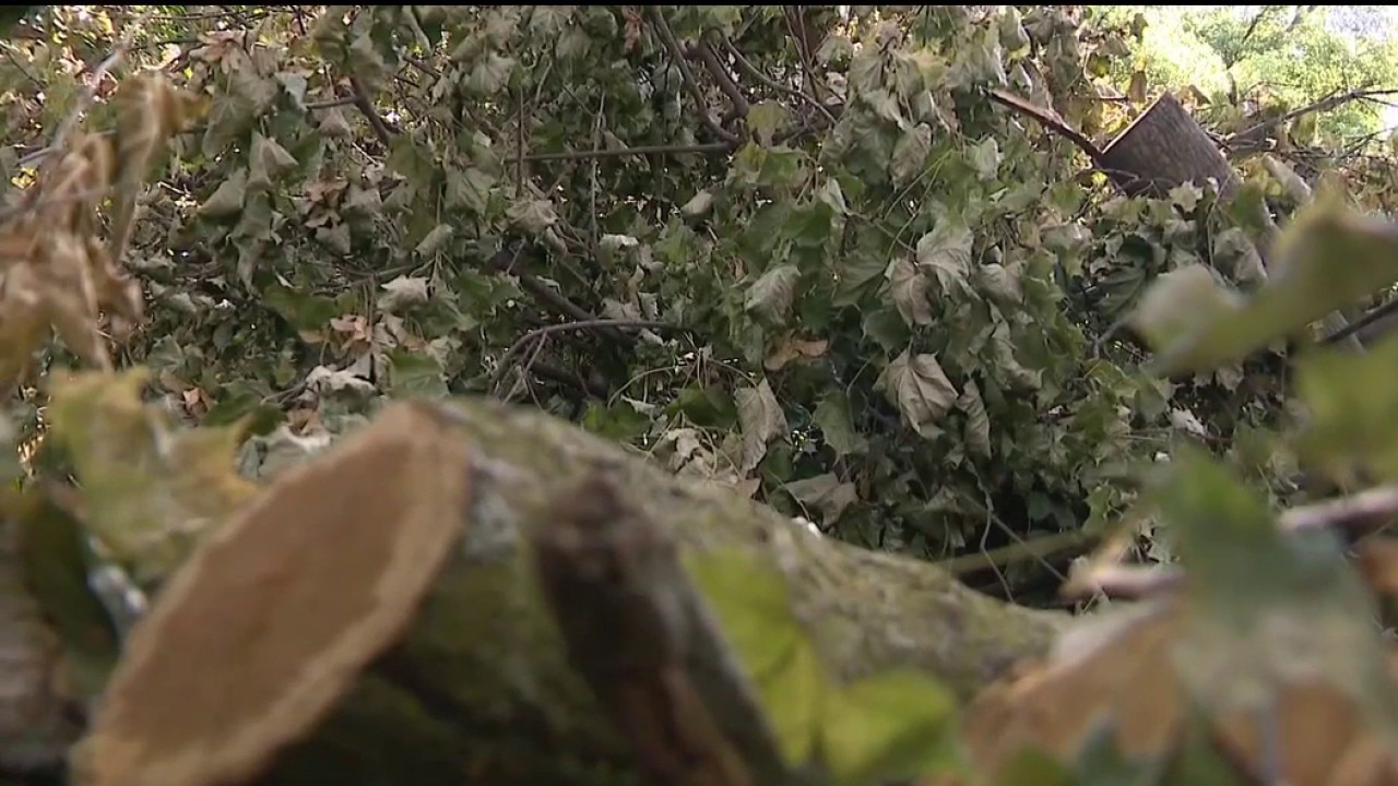 DTE returns to clean up trimmed trees, debris