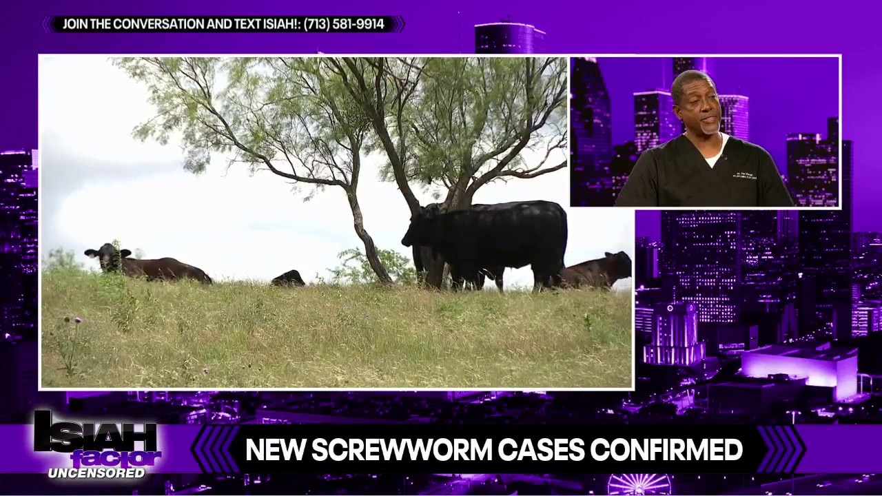 Flesh-Eating Parasite Returns: Texas Cattle Industry on High Alert Over Screwworm
