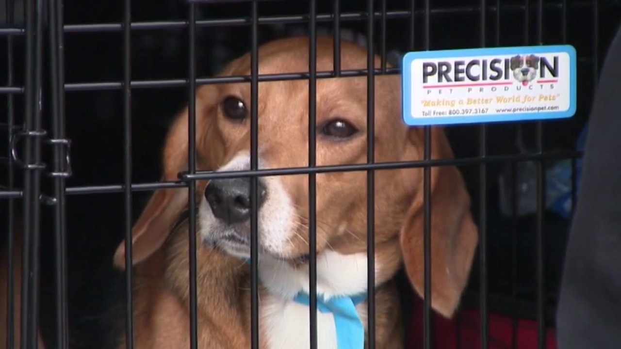 Ridglan Farms beagles leave Wisconsin