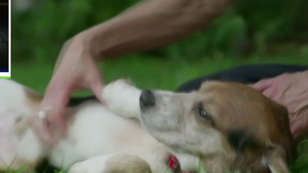 New leash on life: Rescued beagles coming to SoCal