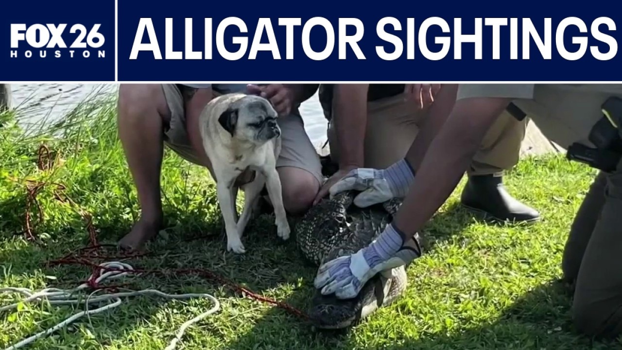 Alligator sightings on the rise