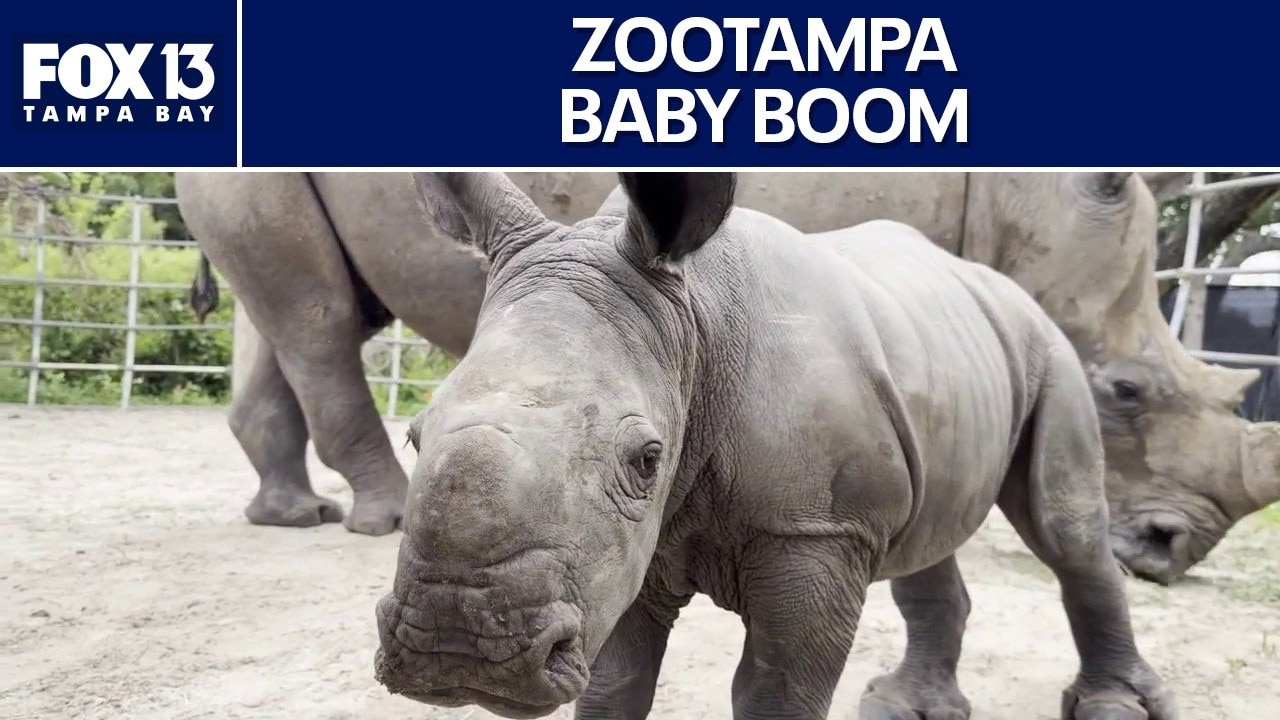 Recent baby boom at ZooTampa