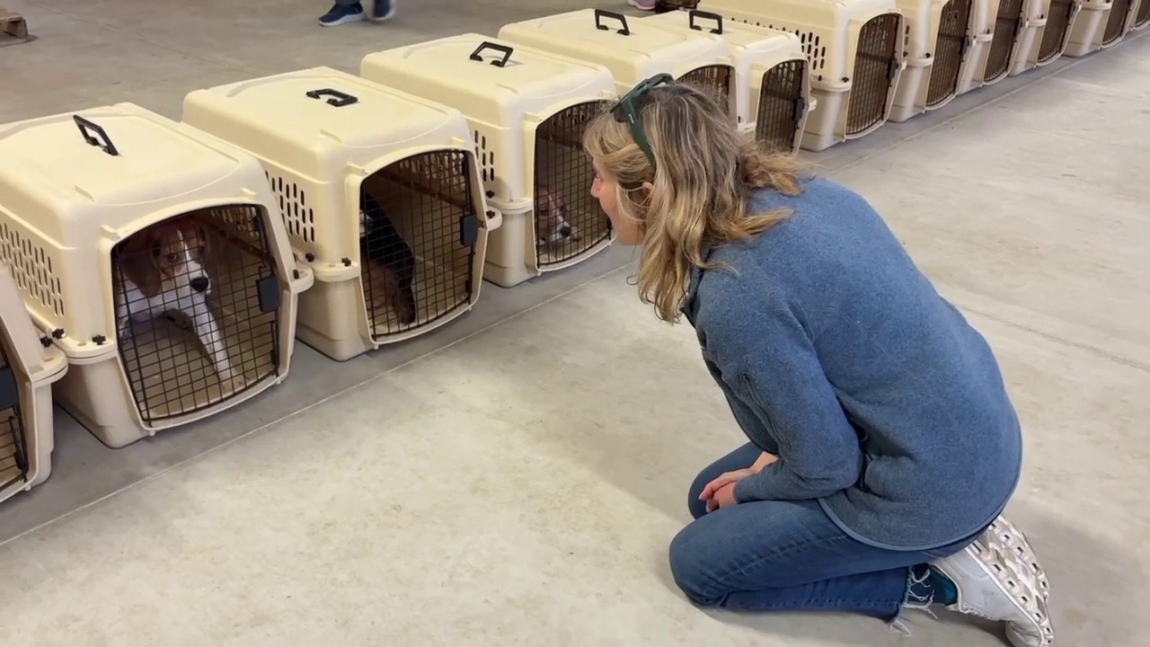 Ridglan Farms beagles: Wisconsin Humane Society to welcome dozens