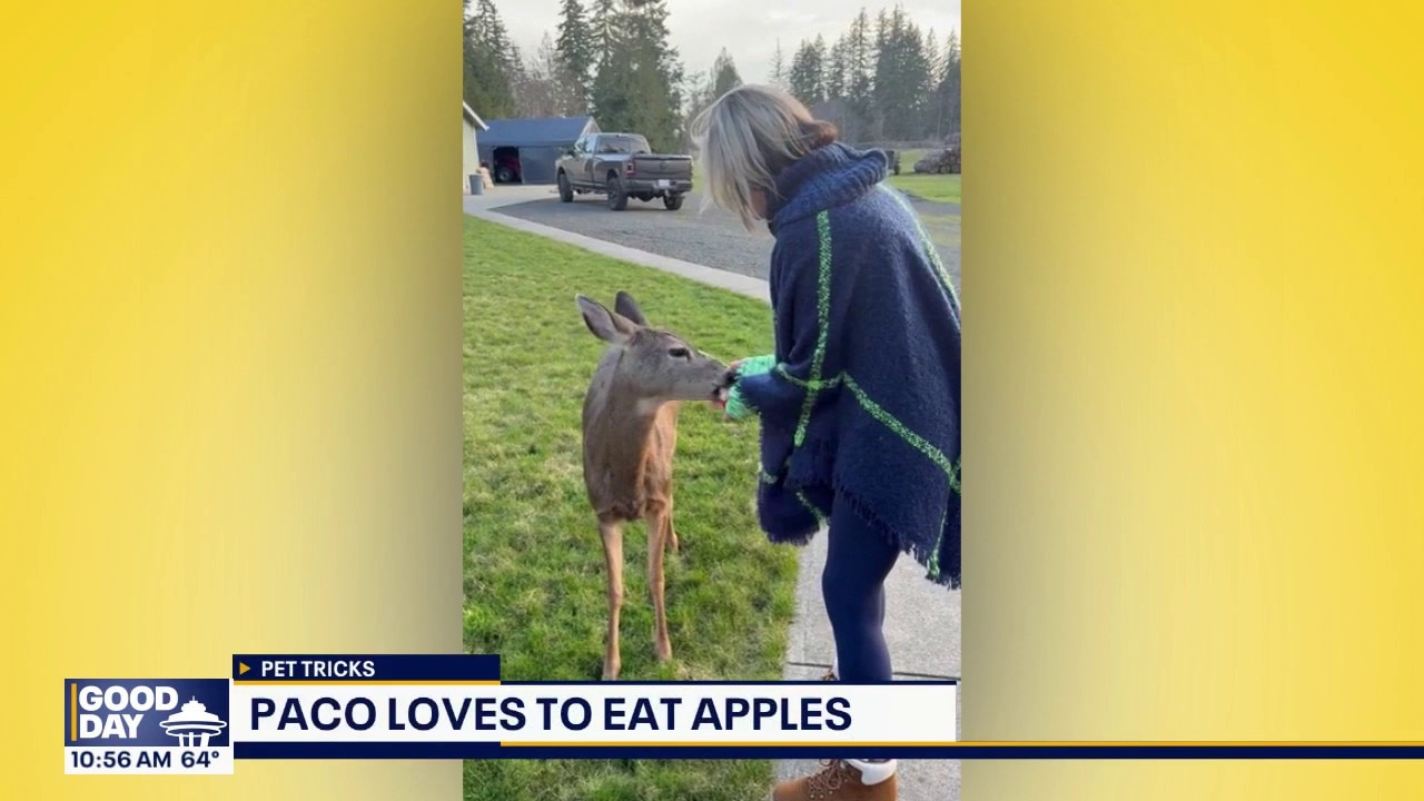 Good Day Pet Tricks for Wednesday, Sept. 16