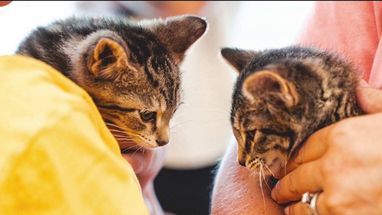 Kitten season means shelters have more cats to adopt