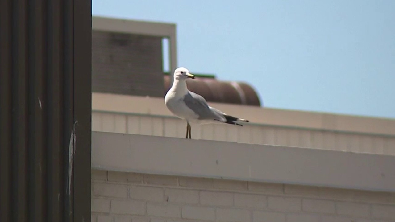 Milwaukee dead birds nuisance