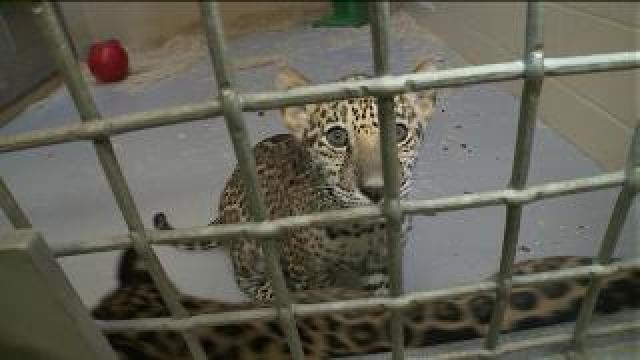 Tony checks out jaguar cubs at Milwaukee Co. Zoo
