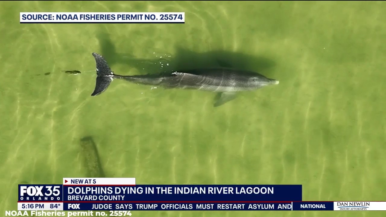Entanglements increasingly threaten dolphins in Indian River Lagoon